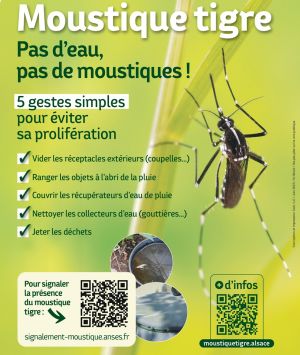 Moustique tigre